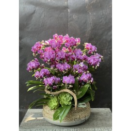 CHẬU LAN HỒ ĐIỆP MINI HỒNG 